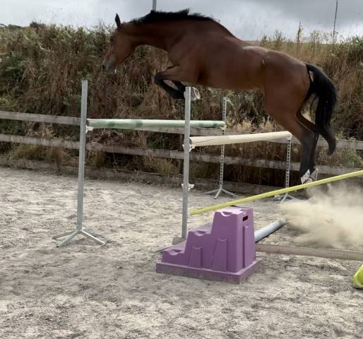 Jument de cso