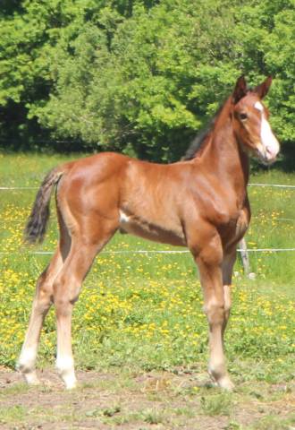 Poulain 2025 itoki de riverland x cor de hus