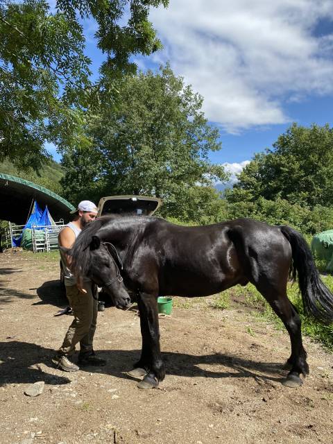 Vends cheval de merens 
