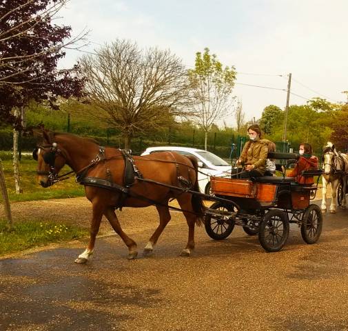 Calèche poney 4 places adultes de 2015