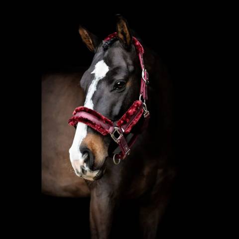 Licol Hollywood Glamorous - SD DESIGN - Bande pailletée et strass