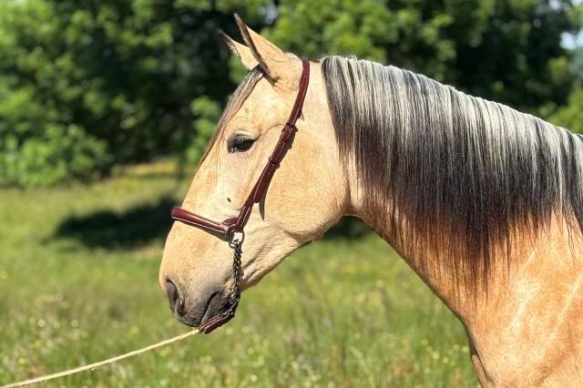 Marujo, hongre pre prometteur et valeur sûre