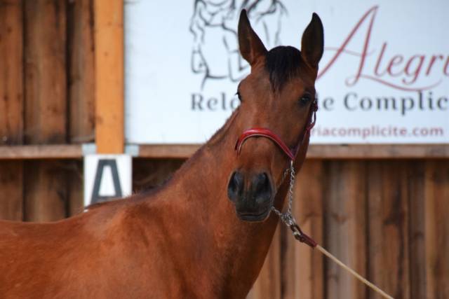 Morena, la parfaite alliance de noblesse et puissance