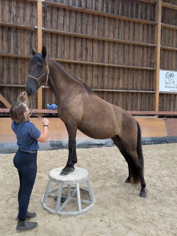 Mezaia - jument pre aussi qualiteuse que gentille