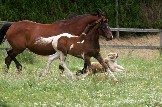 Pouliche pie sport origines sf