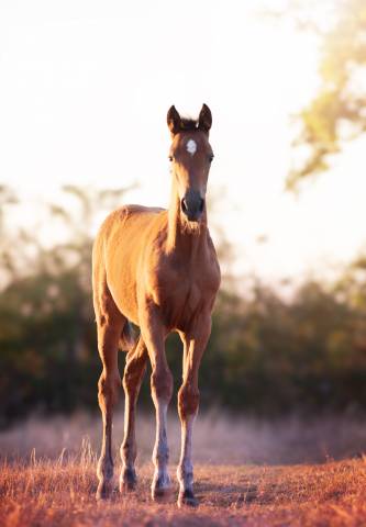 Av pouliche xchampagne d’audes