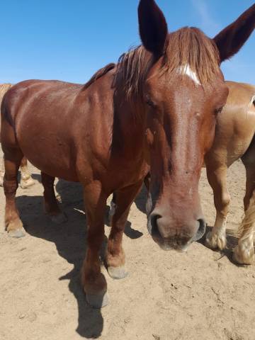 Vend cob normand pour retraite