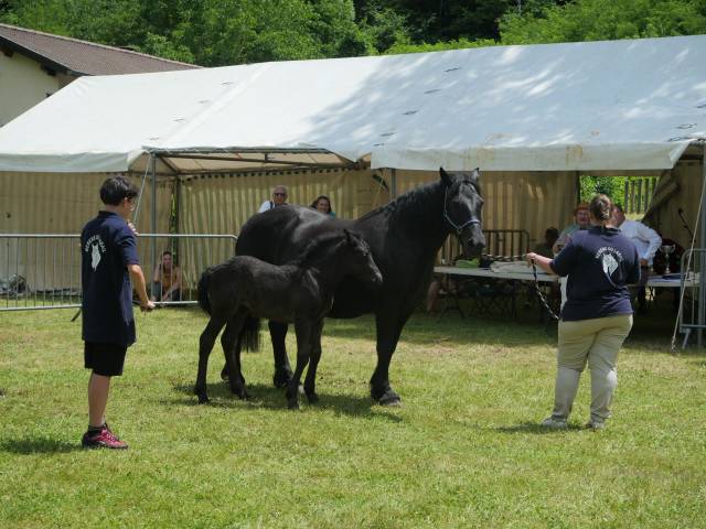 Poulain mérens pleins papiers