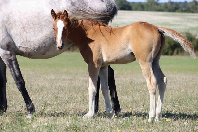 Poney foal pfs par king kong star d'été