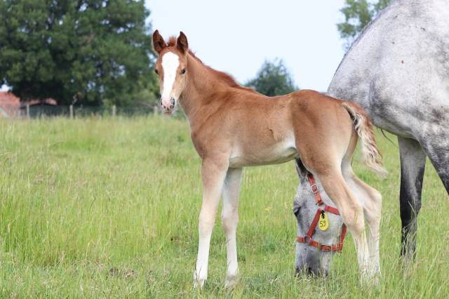 Poney foal pfs par king kong star d'été