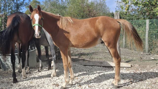 Poney 1 an pfs par king kong star d'été