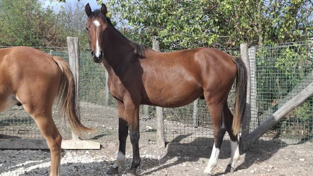 Poulain 1 an sf par consult dl vie