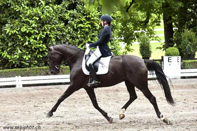 Jument de dressage 9 ans – croisement d’exception
