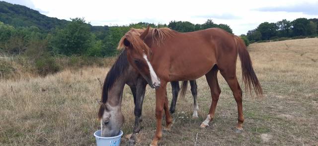 Poulain de 2ans et demi pleins papiers