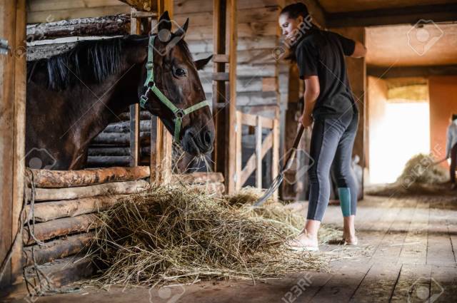 Palefrenière soigneuse 