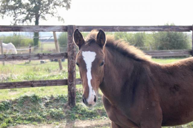 Magnifique foal male sf