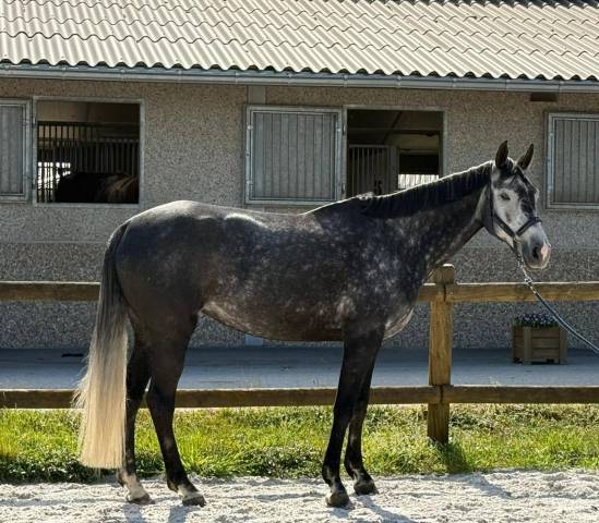 Jument de 6 ans pour poulinière 