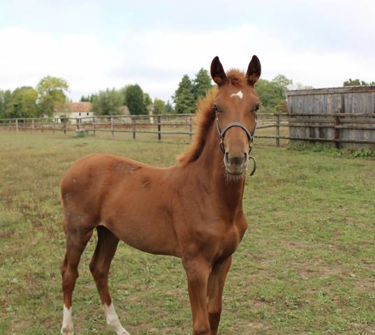 Pouliche de l’année dressage
