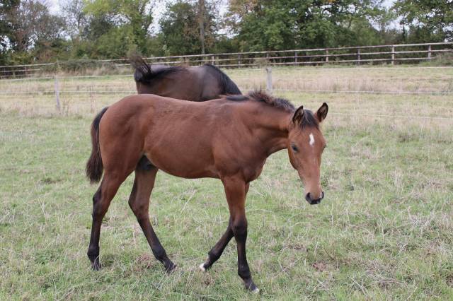 Magnifique poulain mâle sf 