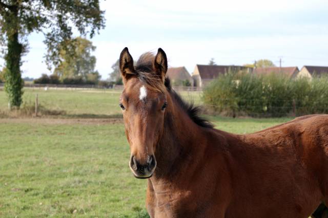Magnifique poulain mâle sf