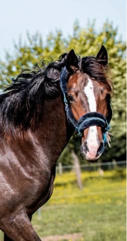 Pouliche 2024 gros potentiel ultra chic