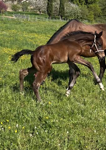 Top poulain mâle sf diarado x baloubet