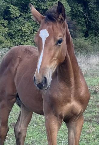 Chic foal sf