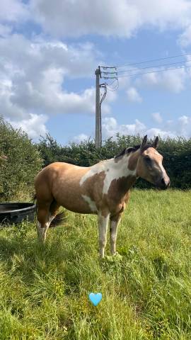 Hongre 3 ans paint horse buckskin tobiano