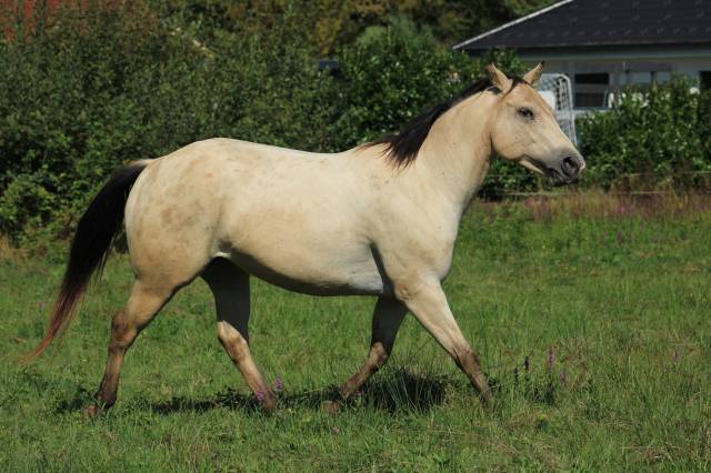 Appaloosa mare tikki - reliable trail companion