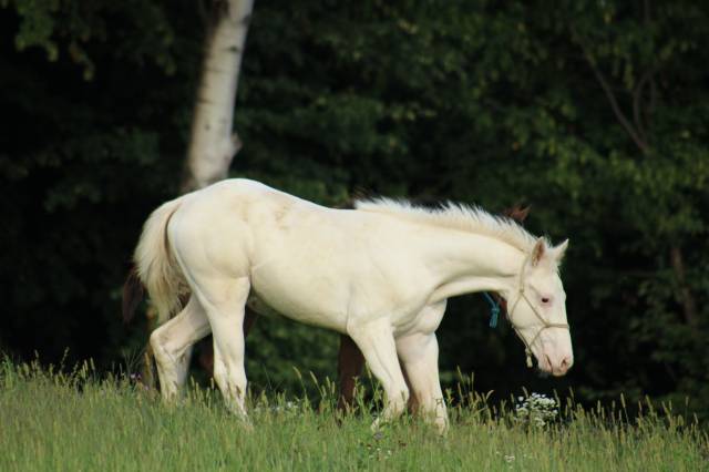 Few spot appaloosa filly – top broodmare potential