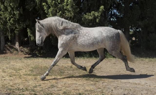 Pure race espagnol de 7 ans