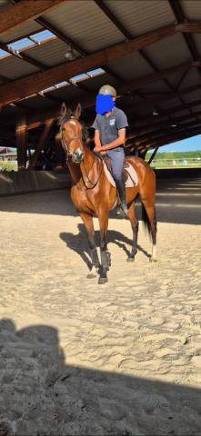 Av jument aqps 6 ans