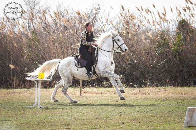 Cheval camargue pp hongre 6 ans 