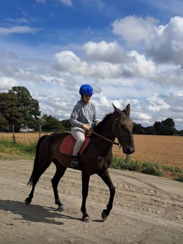 Magnifique hongre noir