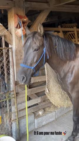Magnifique jument pre 6 ans