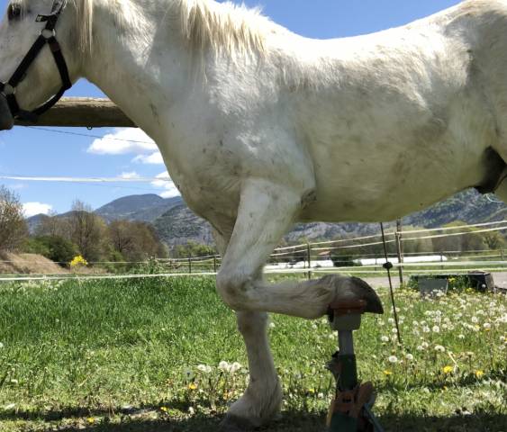 Trépied de maréchalerie « tout en un »