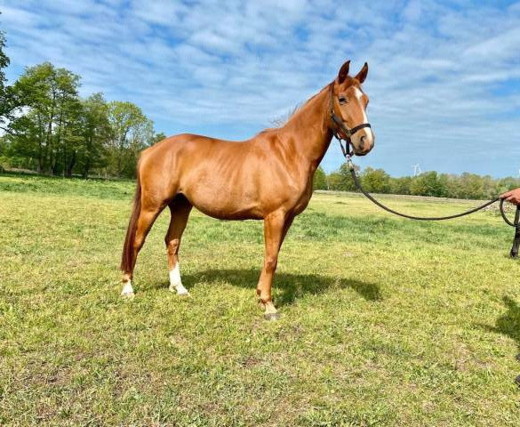 Superbe jument pour loisir et sport