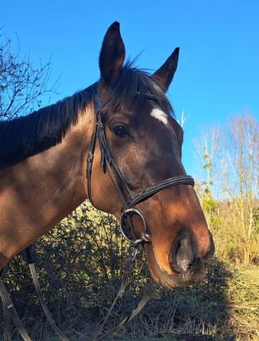 Dp cheval pour balade