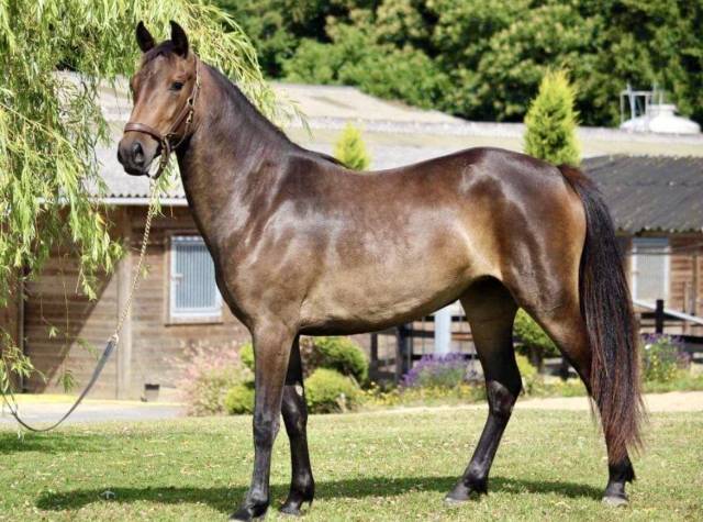 Ponette de sport de 4 ans