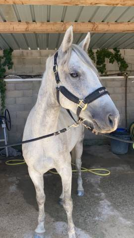 Poney connemara 6 ans