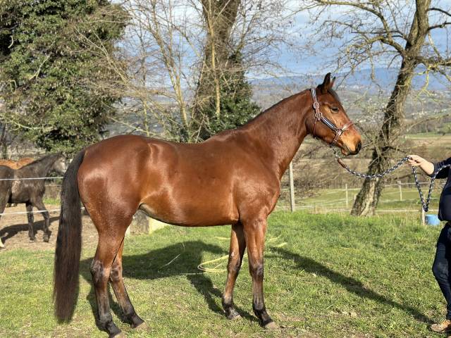 Jument sf pour loisir ou poulinière