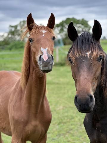 Jument sf 2 ans united sunheup x diamant