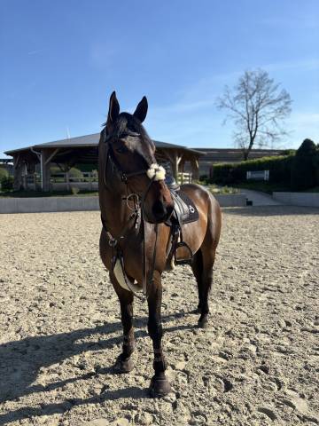 Cheval à vendre