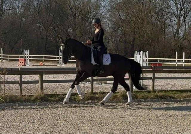 Hongre dressage par fursten look