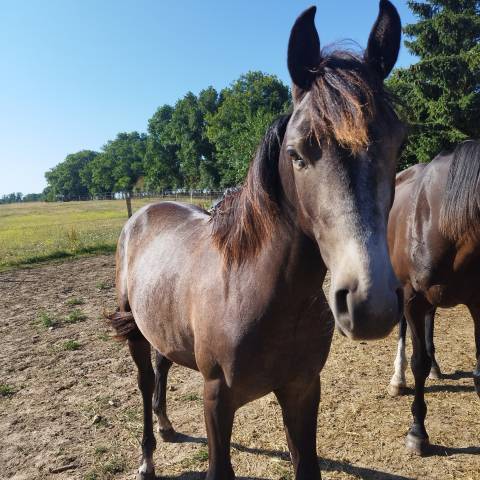 Prometteur sport et repro