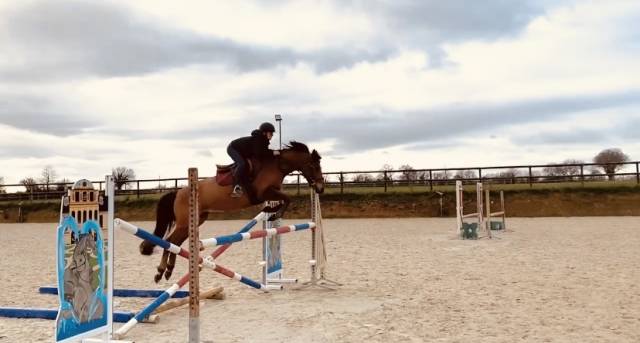 Poney de sport à vendre