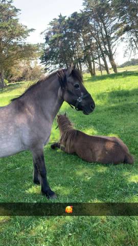 Poney & ponette