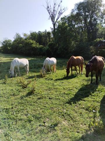 Pension pâture idéal