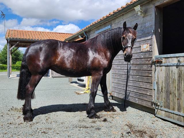Jument percheron 4 ans