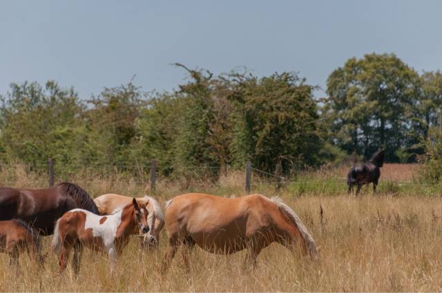 Pension pré en troupeau